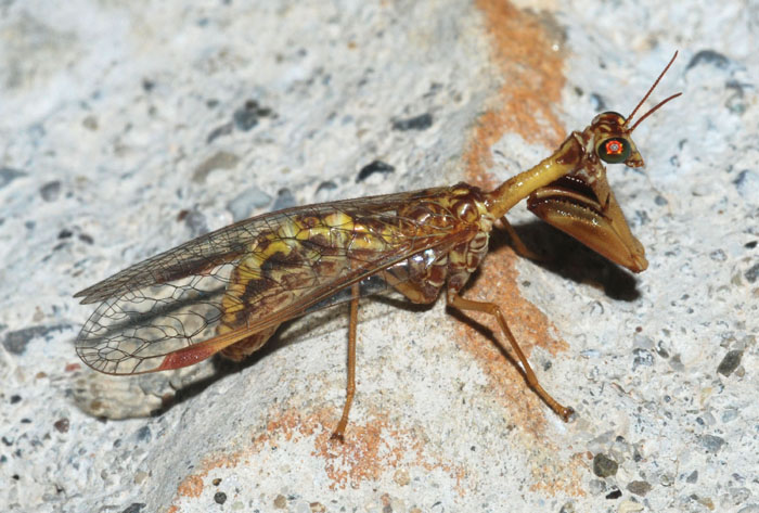 Dendroleon pantherinus  e Distoleon tetragrammicus